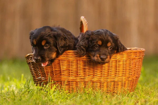 Czarny Złoty Hovie Pies Hovawart Dwa Szczenięta Koszyku Zieloną Trawą — Zdjęcie stockowe