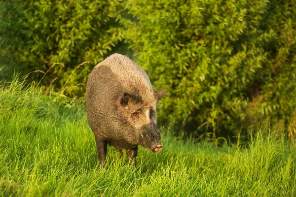 Wild Boar Sus Scrofa Male Came Out Bushes Looked — Stock Photo, Image