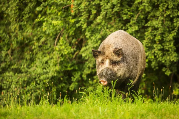 Wild Boar Sus Scrofa Male Looks Very Dangerous Standing Forest — Stock Photo, Image
