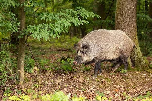 Wildschwein Sus Scrofa Das Männchen Steht Waldrand Unter Den Bäumen — Stockfoto