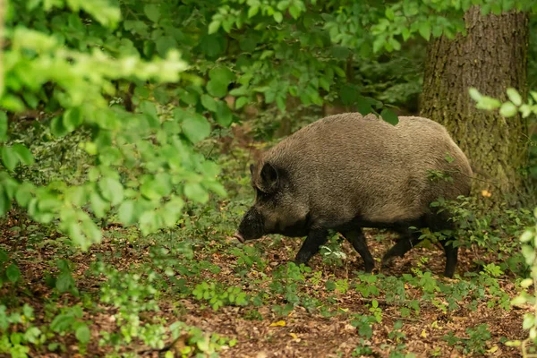 Vildsvin Sus Scrofa Hannen Går Gennem Kanten Skoven Dækket Med - Stock-foto