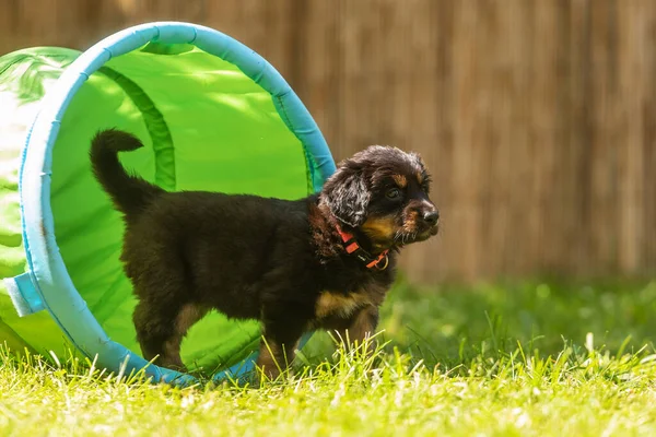 Svart Och Guld Hovie Hund Hovawart Valp Står Vid Klättring — Stockfoto