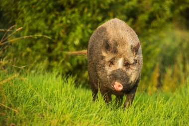 Yaban domuzu (Sus scrofa) Erkek, vahşi doğada tehlikeli bir şekilde yakındır