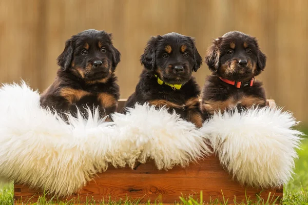 Siyah ve altın rengi Hovie, köpek Hovawart kasadan dışarı bakan üç sevimli köpek yavrusu