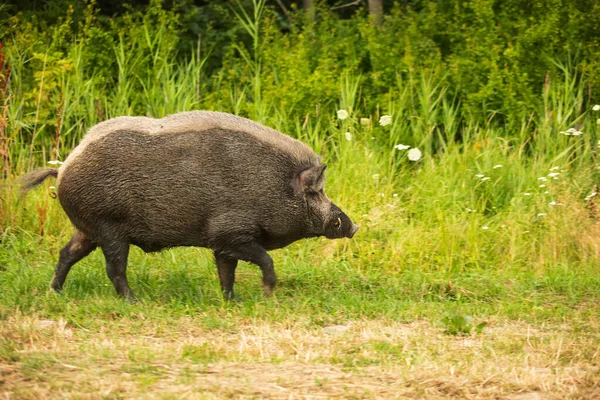 Wild Boar Sus Scrofa Male Goes Pasture Forest — Stock Photo, Image