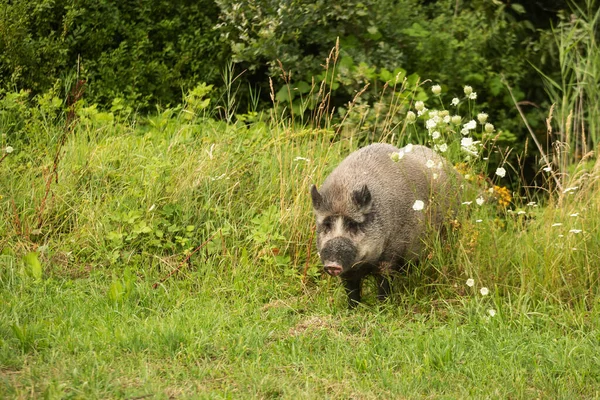 wild boar (Sus scrofa) the male came out of the roses to pasture