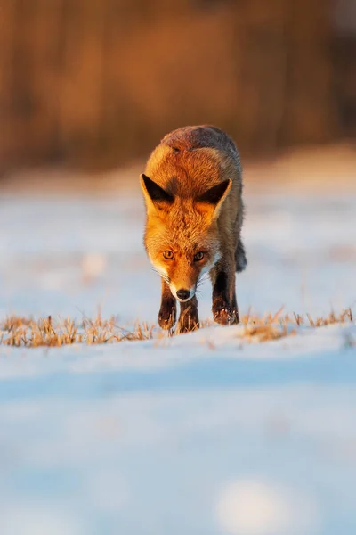 Raposa Vermelha Vulpes Vulpes Macho Iluminado Pelo Sol Manhã Inverno — Fotografia de Stock