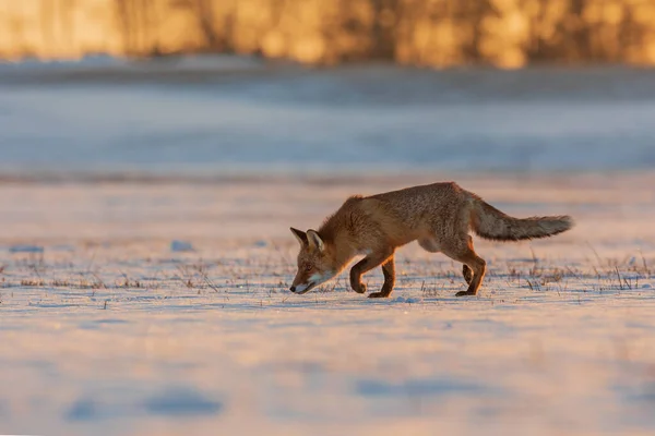 Volpe Rossa Vulpes Vulpes Giovane Maschio Mattino Presto Cerca Prede — Foto Stock