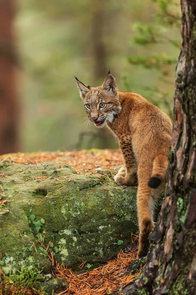 Eurasian Lynx Lynx Lynx Jovem Gatinho Sobe Uma Rocha Vira — Fotografia de Stock