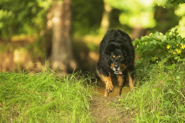 Black Gold Hovie Dog Hovawart Running Front River Bank — Stock Photo, Image