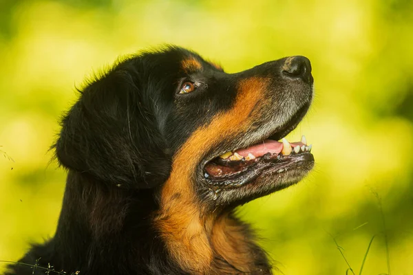 Svart Och Guld Hovie Hund Hovawart Vacker Porträtt Från Profil — Stockfoto