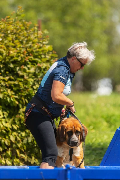 Zernov Tjeckien Augusti 2020 Extrem Hundkapplöpning Över Vattenbarriären — Stockfoto