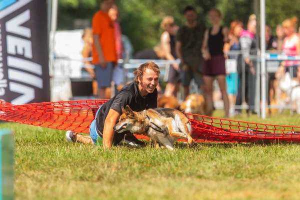 Zernov Czechia Agosto 2020 Carrera Extrema Perros Arrastrándose Bajo Una —  Fotos de Stock