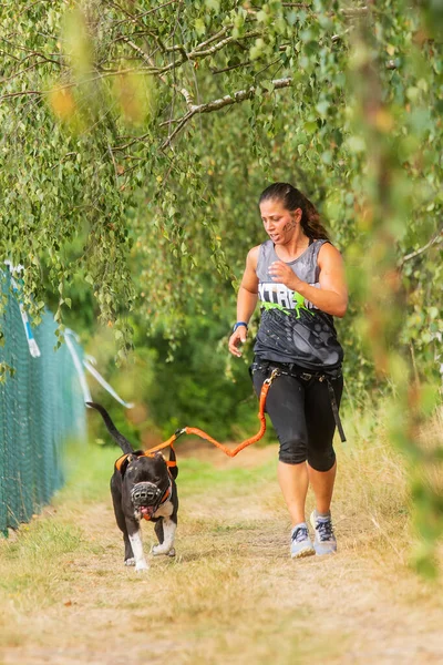 Zernov Tjeckien Augusti 2020 Extrem Hundkapplöpning Löpning Med Fastspänd Hund — Stockfoto