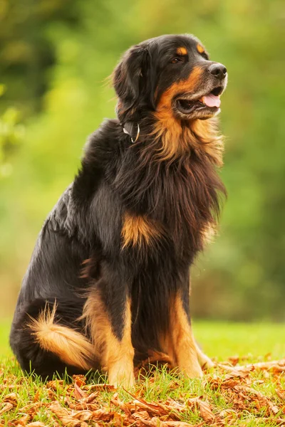 Schwarz Gold Hovie Hund Hovawart Ist Draußen Park Bei Herbstlichem — Stockfoto