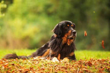 Siyah ve altın rengi Hovie, köpek Hovawart yalan söylüyor ve üzerinde ağaçların yapraklarının uçuşunu izliyor.