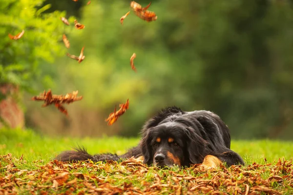 black and gold Hovie, dog hovawart watching the leaves falling around him in the fall