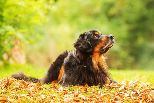 Noir Hovie Chien Hovawart Lève Les Yeux Attend Qui Passer — Photo