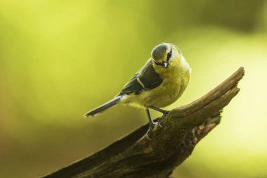 very nice and cute blue tit (Cyanistes caeruleus)