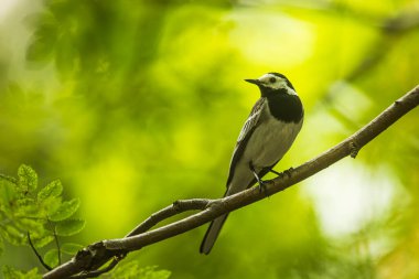Beyaz kuyruklu (Motacilla alba) küçük bir ağaç dalında oturuyor