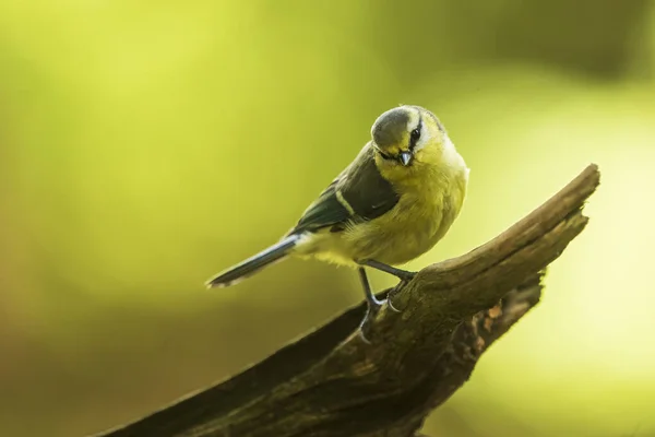 Very Nice Cute Blue Tit Cyanistes Caeruleus — Foto de Stock