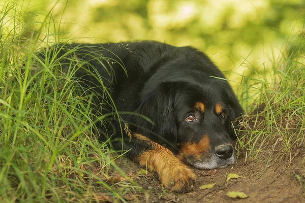 黑色和金色的Hovie 狗在休息 看起来很悲伤 — 图库照片