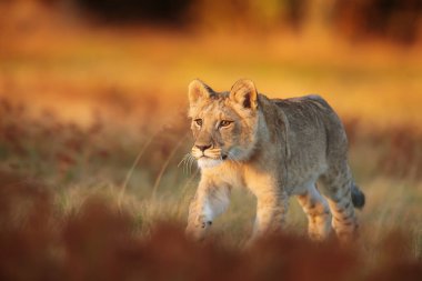 Dişi aslan (Panthera leo) sabah savana gider.