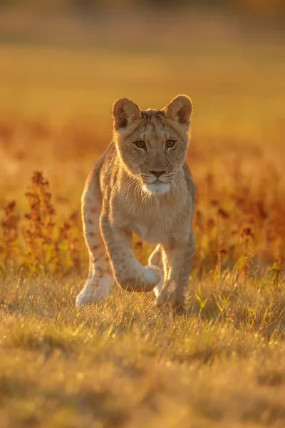 Agradável Bonito Jovem Leoa Feminina Panthera Leo — Fotografia de Stock