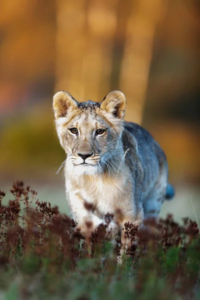 Lwica Panthera Leo Portret Młodej Kobiety — Zdjęcie stockowe