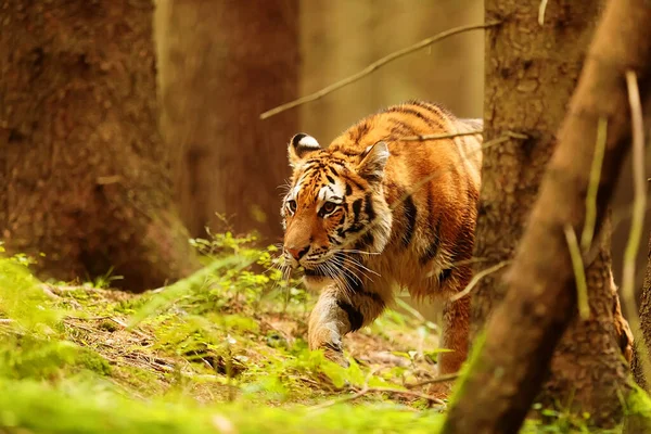 시베리아 호랑이 판테라 리스는 사냥을 숲으로 나갔다 — 스톡 사진