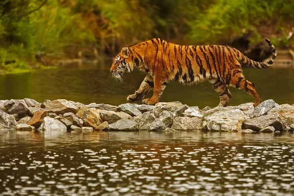 Siberian Tiger Panthera Tigris Tigris Runs Boulders Water — Stock Photo, Image