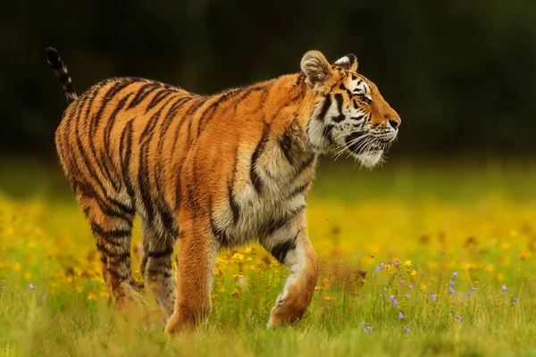 Tigre Siberiano Panthera Tigris Tigris Está Cerca — Foto de Stock