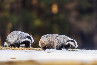 European badgers Meles meles moving cautiously across snowy ground in winter forest