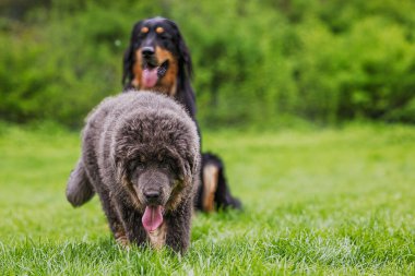 The Tibetan Mastiff puppy (Canis lupus familiaris) walks on the grass while a Hovawart dog (Canis lupus familiaris) observes from behind.