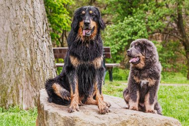 The Hovawart dog (Canis lupus familiaris) sits on a stone next to a Tibetan Mastiff puppy (Canis lupus familiaris), both looking content and relaxed in a park setting.