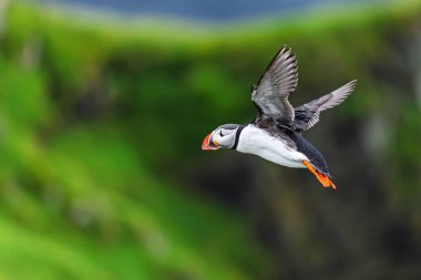 The Atlantic puffin (Fratercula arctica) is flying gracefully with wings spread above steep green coastal cliffs.