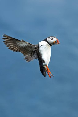 The Atlantic puffin (Fratercula arctica) is flying over the sea with a fish held in its colorful beak.