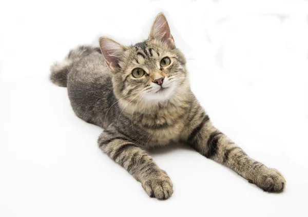 Gatto grigio — Foto Stock