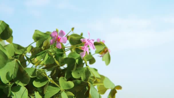 Groene Bladeren Van Oxalis Plant Wuivende Zachte Zomer Wind Oksalis — Stockvideo