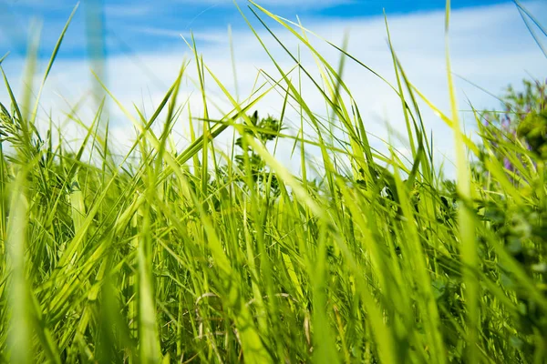 Grama verde — Fotografia de Stock