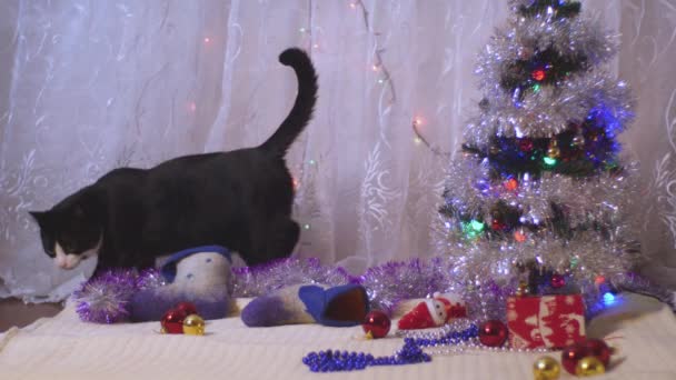 Bir Noel ağacı altında slowmotion oynayan siyah ve beyaz kedi — Stok video