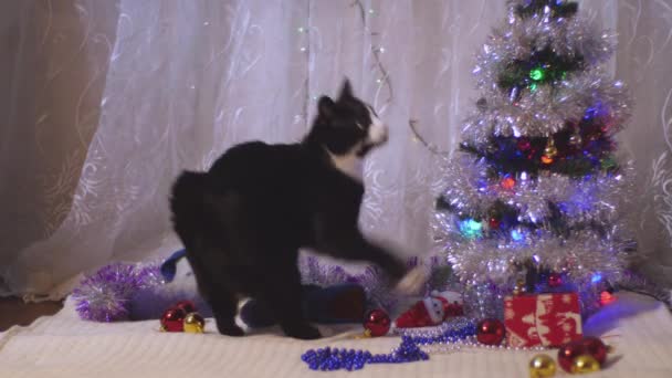 Gato blanco y negro jugando bajo un árbol de navidad — Vídeos de Stock