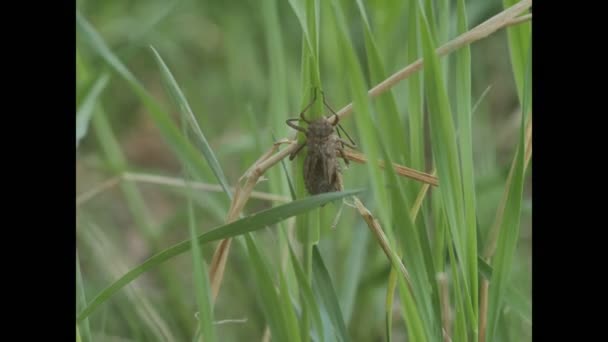 Primer Plano Nacimiento Libélula Insecto Dos Etapas Una Libélula Emerge — Vídeos de Stock