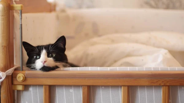 El gato yace en una cuna y observa lo que está sucediendo en la casa. La idea de tranquilidad en la familia y los propietarios aman a las mascotas Cansado gato tabby se estira y bosteza en la almohada . — Foto de Stock
