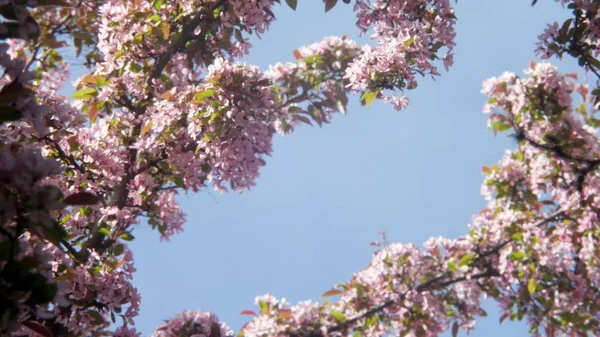 Blooming white and purple Japanese Sakura cherry blossoms in shallow depth of field against a blue sky Flowers on the branches of an apple or cherry form a natural frame around the blue sky