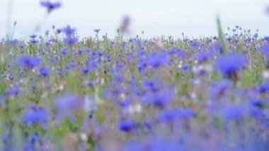 İnsanlar olmadan parlak yaz alanında knapweed kır çiçekleri kadar yavaş mo 4 k Uhd kamerada video kapatın çayır tepesinden hareketli kamera