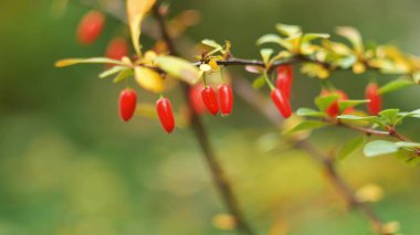 Kızamık kırmızı çilek odak kayar yeşil bir arka plan üzerinde
