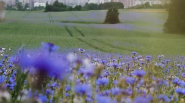 Çiçek açması yaz gün batımı yeşil alan mavi çayır knapweed kır çiçekleri ile hiçbir kişi ve şehir uzakta yavaş mo 4k Uhd kamerada video ile