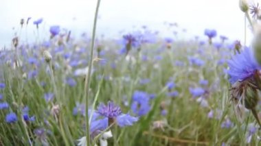 4 k Uhd fotoğraf makinesinde yavaş mo yukarı çayır knapweed kır çiçekleri insanlar olmadan yaz alanında hareket Kamerayý kapatmak