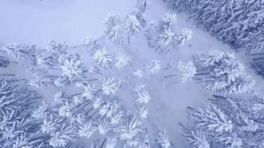 Kış karlı çam ormanı ve 4 k Uhd kamera kişi ile büyük yol üzerinde hava uçuş